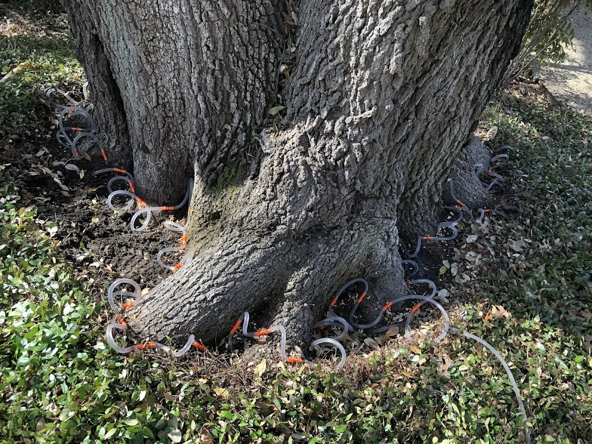 Detailed Tree Cabling and Bracing job site in Marblehead