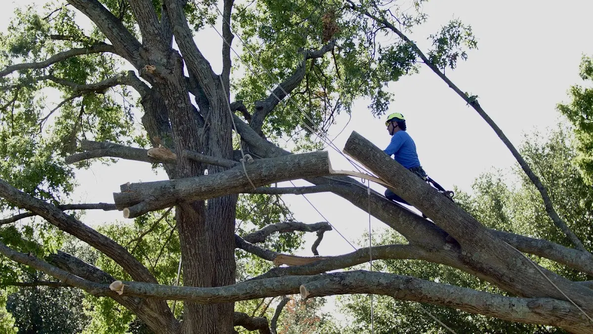 Professional Hazardous Tree Removal performed by certified arborists in Marblehead