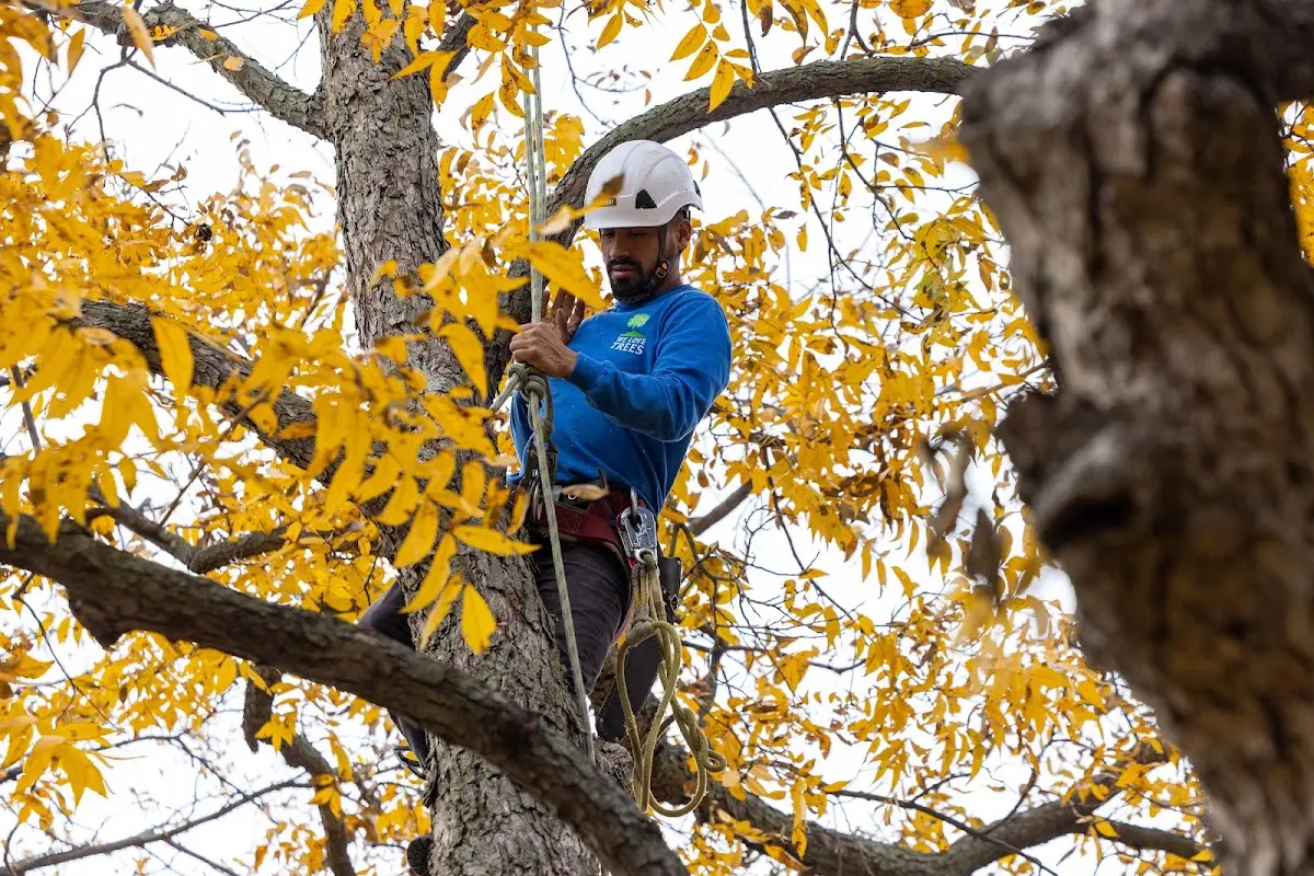 Skilled Tree Transplanting crew working in Marblehead